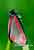 Blutbär Jakobskrautbär / Tyria jacobaea / Cinnabar Moth