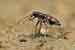 Dünen Sandlaufkäfer / Cicidela hybrida / Northern Dune Tiger Beetle