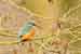 Eisvogel - Alcedo atthis - Kingfisher