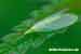 Florfliege - Chrysoperla carnea - Green Lacewings