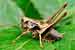 Gemeine Strauchschrecke / Pholidoptera griseoaptera / Bush Cricket