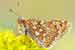 Goldener Scheckenfalter - Skabiosen-Scheckenfalter - Melitaea aurinia - Marsh Fritillary