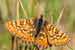 Goldener Scheckenfalter - Melitaea aurinia - Marsh Fritillary