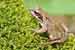 Grasfrosch / Rana temporaria / Common Frog