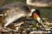 Haubentaucher - Podiceps cristatus - Great crested Grebe