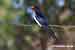 Rauchschwalbe - Hirundo rustica - Barn Swallow