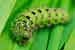 Kleines Nachtpfauenauge Raupe - Saturnia pavonia - Emperor Moth