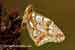 Kleiner Perlmutterfalter - Issoria lathonia - Queen of Spain Fritillary