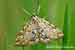 Laichkrautzünsler - Elophila nymphaeata - China Brown Mark