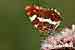 Landkärtchen Schmetterling - Sommerform - Araschnia levana - Map