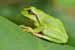Laubfrosch / Hyla arborea / European Tree Frog