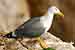 Mittelmeermöwe - Larus michahellis - Yellow legged Gull