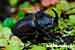 Nashornkäfer / Oryctes nasicornis / European Rhinoceros Beetle