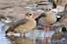 Nilgänse - Alopochen aegyptiacus - Egyptian Goose