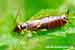 Gemeiner Ohrwurm - Forficula auricularia - European Earwig