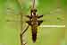 Plattbauch Libelle / Libellula depressa / Broad-bodied Chaser Weibchen
