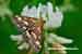 Purpurroter Zünsler - Pyrausta purpuralis - Mint Moth