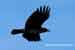 Rabenkrähe - Corvus corone corone - Carrion Crow