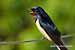 Rauchschwalbe - Hirundo rustica - Barn Swallow