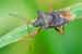 Rotbeinige Baumwanze / Pentatoma rufipes / Forest Bug