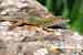 Ruineneidechse / Podarcis sicula / Italian Wall Lizard