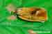 Schalenwickler Ptycholoma lecheana Leche´s Twist Moth