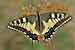 Schwalbenschwanz - Papilio machaon - Swallowtail