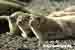Seehund / Phoca vitulina Common Seal