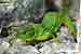 Smaragdeidechse / Lacerta viridis / Green Lizard