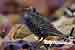 Singvogel Star - Sturnus vulgaris - European Starling