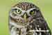 Steinkauz - Athene noctua - Little Owl