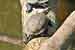Europäische Sumpfschildkröte / Emys orbicularis / European Pond Turtle
