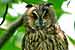Waldohreule - Asio otus - Long-eared Owl Foto