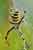 Wespenspinne Zebraspinne / Argiope bruennichi / Wasp Spider