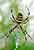 Wespenspinne Zebraspinne / Argiope bruennichi / Wasp Spider
