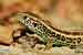 Zauneidechse / Lacerta agilis / Sand Lizard